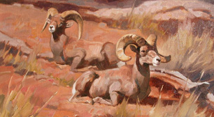 Desert Rams